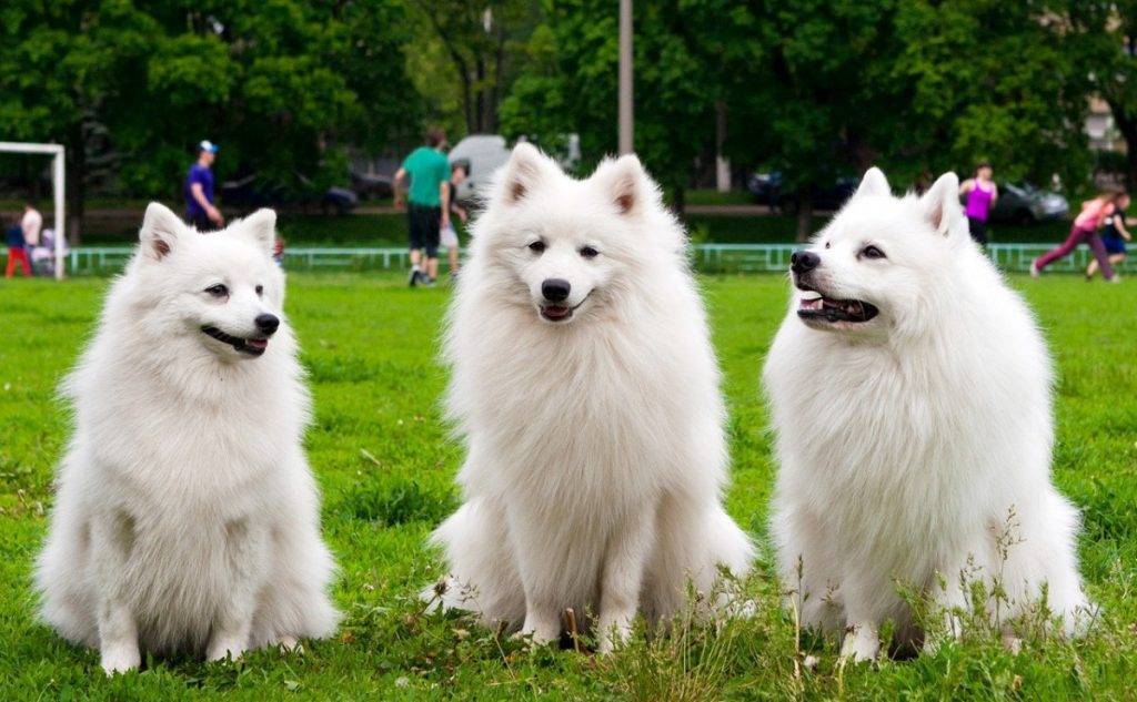 Японский шпиц: все о собаке, фото, видео, описание породы, характер, цена, как купить