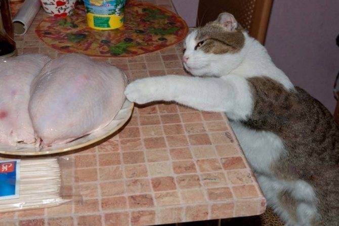 Можно ли кормить кошку сырым мясом.
