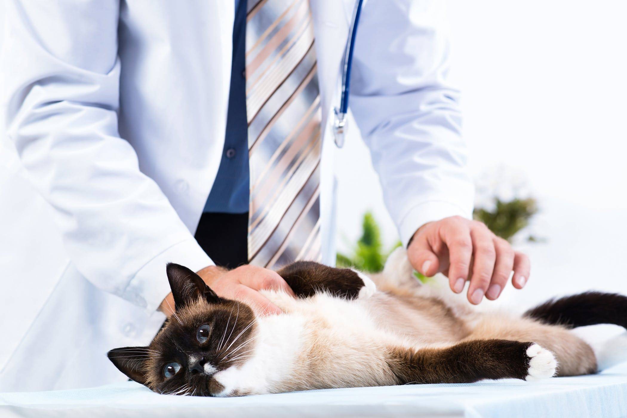 Заболевания почек у кошек - причины и признаки почечной недостаточности | хиллс