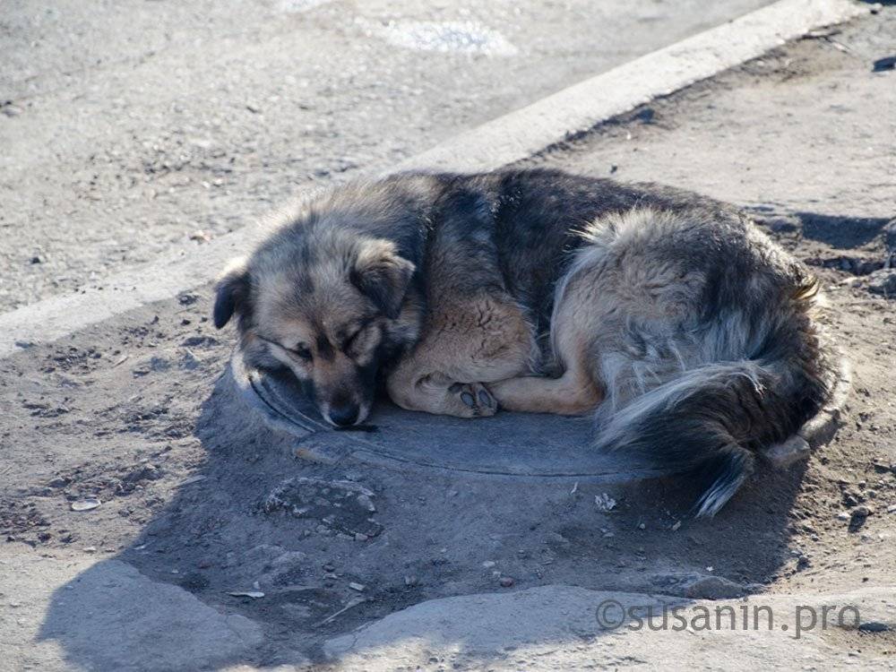 Живодеры или зоозащитники: конкуренция на рынке отлова бездомных собак в вологде растет - новости - gorodvo.ru