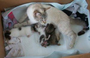 Сколько котят рожает кошка в первый раз | первые роды