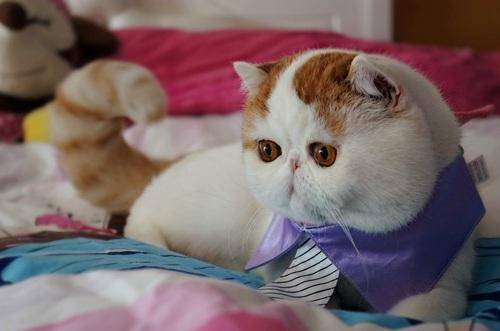 Подробное описание японской породы кошек снупи экзот: внешний вид и характер
