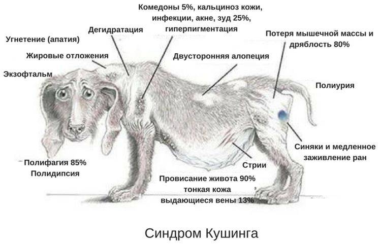 Особенности дирофиляриоза у собак