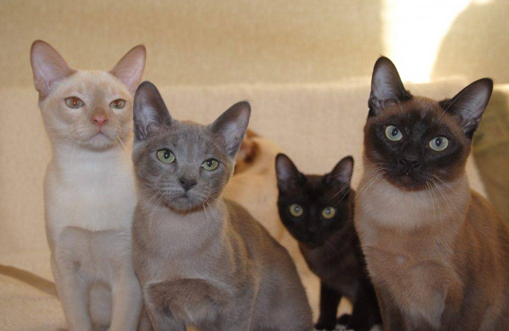Тонкинская кошка: описание породы и характер животного, содержание и уход