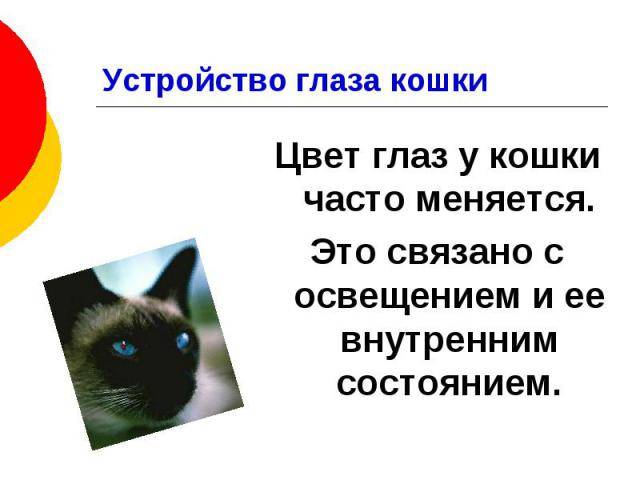 Как видят кошки  как устроено зрение кота с фото и описанием