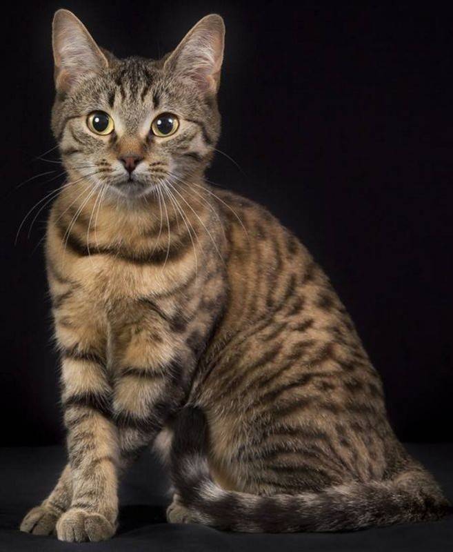 Европейская короткошерстная кошка: описание и характеристика породы - мир кошек