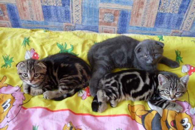 Сколько кошка вынашивает котят - длительность беременности и роды у кошачьих