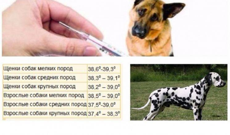 Как измерить температуру у собаки без градусника
