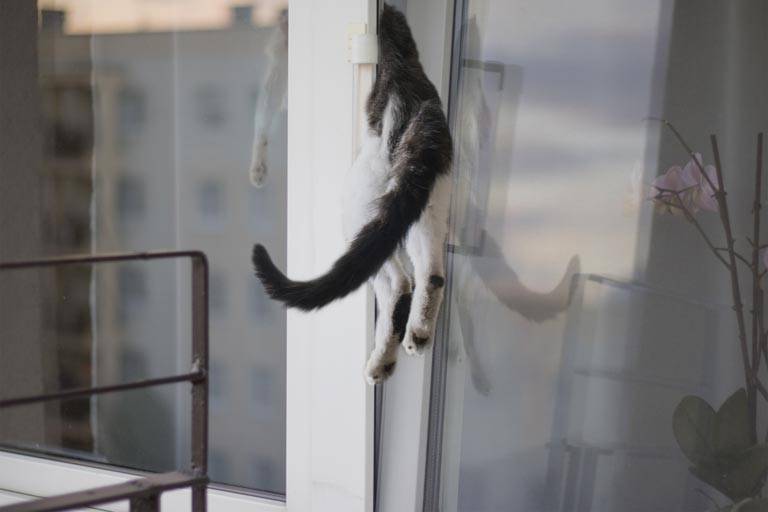 Какими травмами грозит кошке или коту падение с высоты?