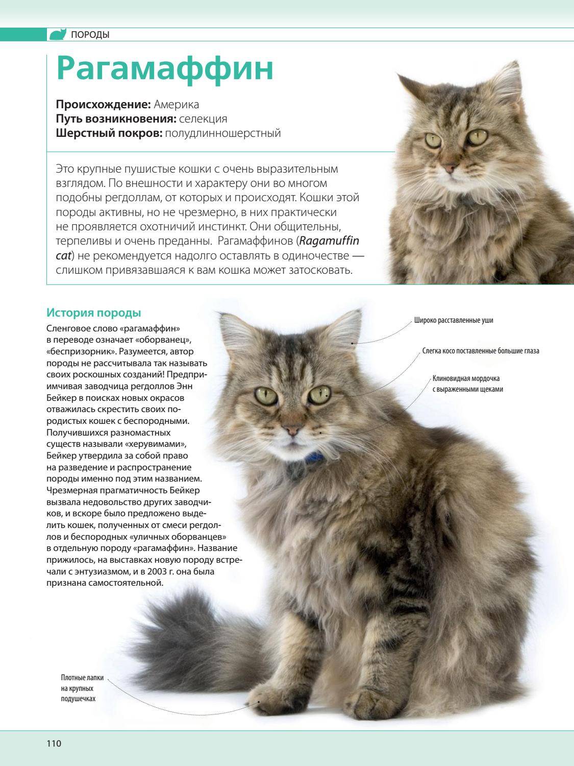 Порода кошек рагамаффин: описание внешнего вида и характера