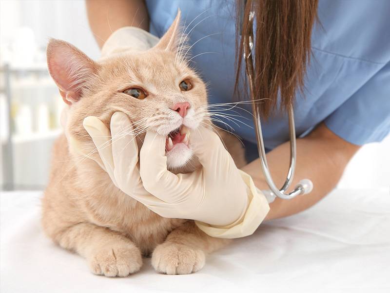 Стоматология для кошек и котов. опытные специалисты, доступные цены