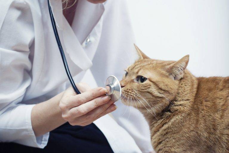 ​40  интересных фактов о лечебных свойствах кошек — общенет