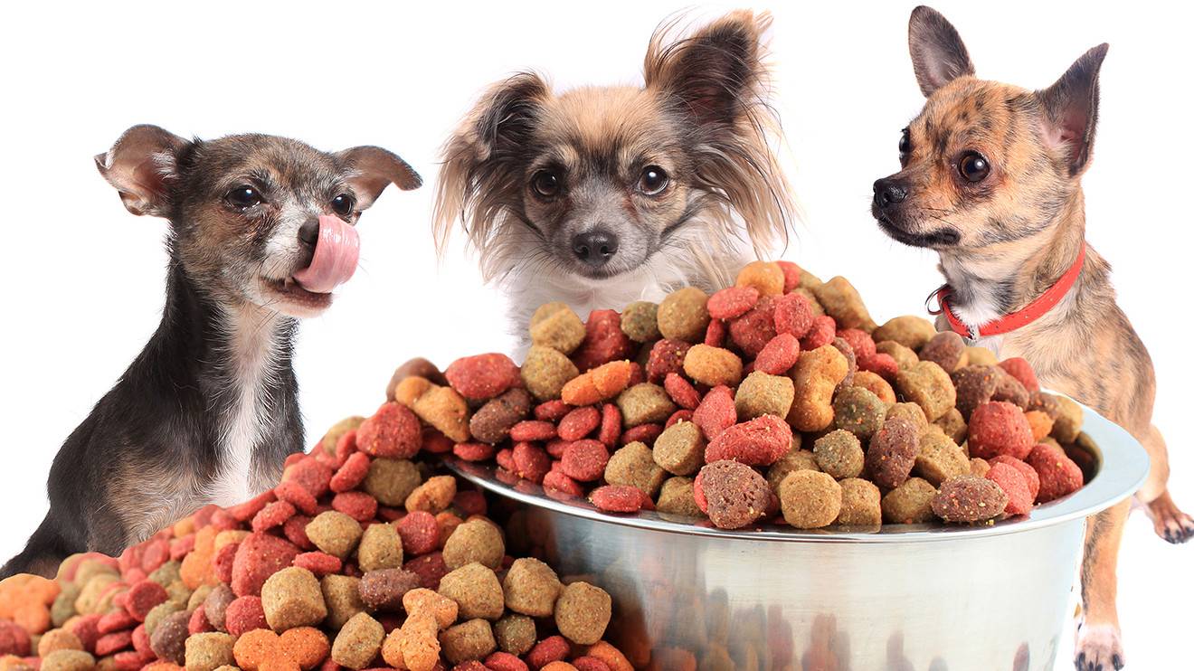Чем кормить собак, кроме сухого корма?
