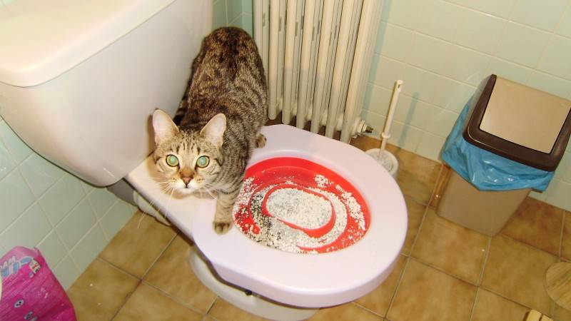 Как часто котенок ходит в туалет — все о покакушках