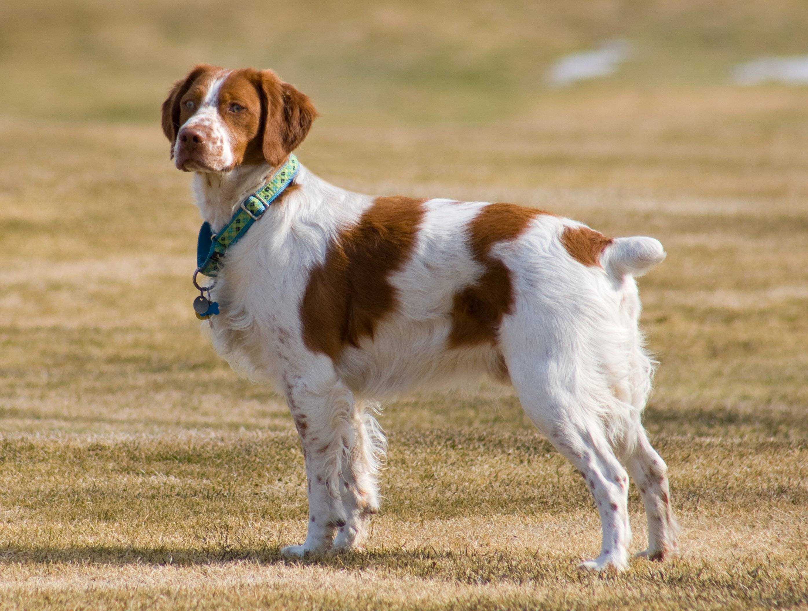 Бретонский эпаньоль (эпаньол бретон): описание породы собак с фото, видео