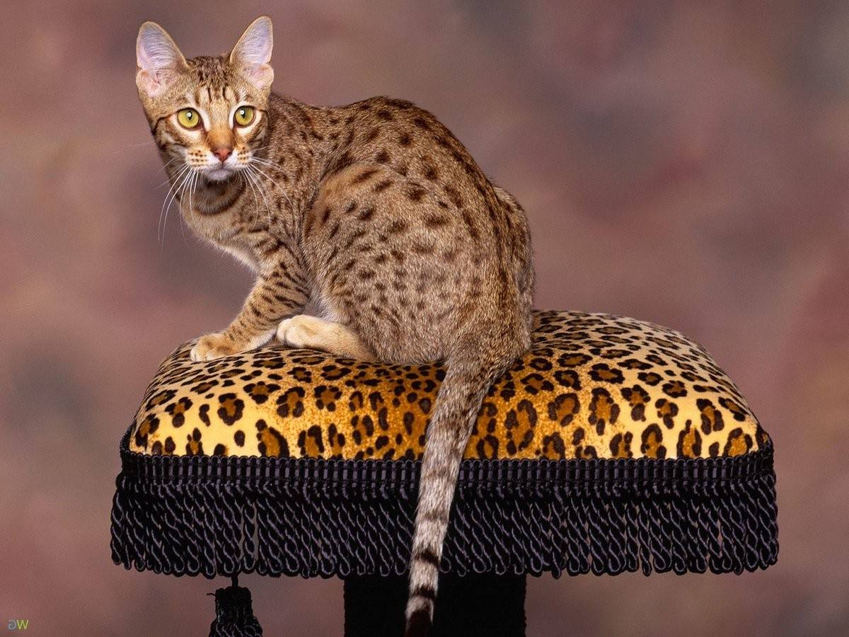Кошка породы сафари: стандарты, характер и особенности ухода