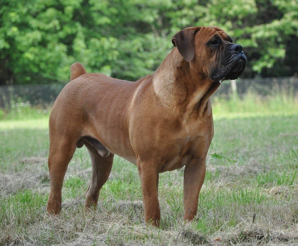 Бурбуль — описание породы и характер собаки