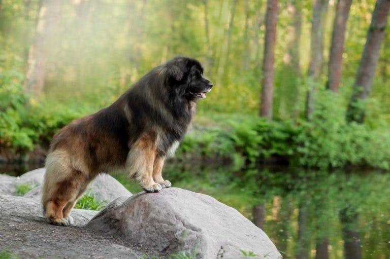 Порода собак леонбергер и ее характеристики с фото