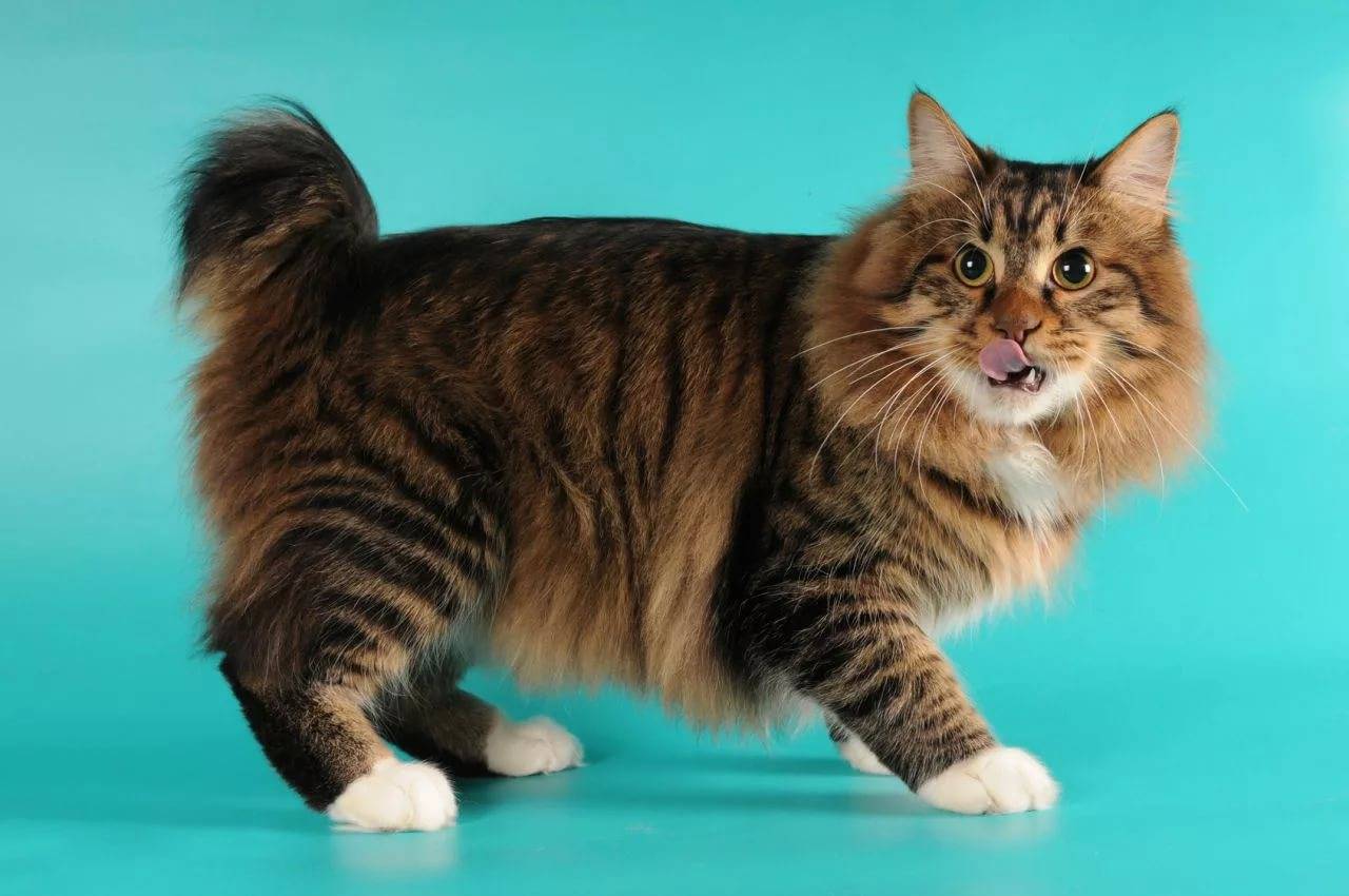 Меконгский бобтейл: описание породы кошек, характер, фото