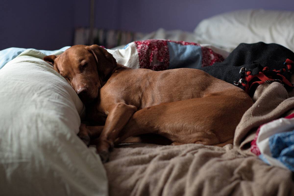 Чем грозит человеку сон с собакой в одной постели