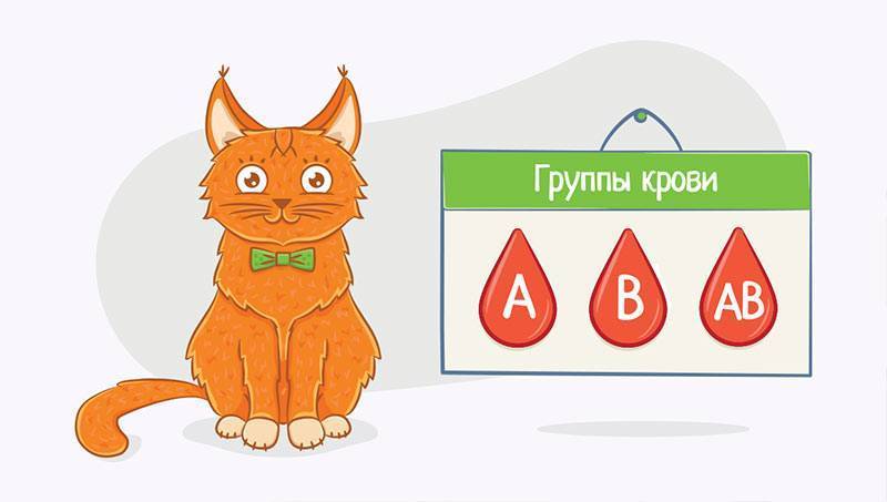 Анализ крови у кошек: расшифровка