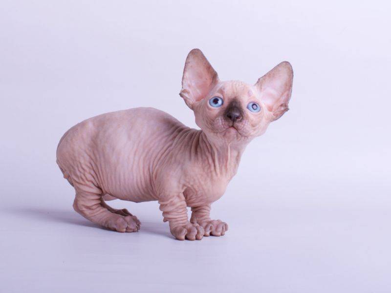 Кошка бамбино: описание породы, характер, содержание и уход, цена, фото