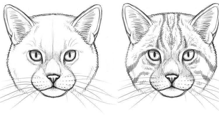 Как нарисовать котенка карандашом поэтапно