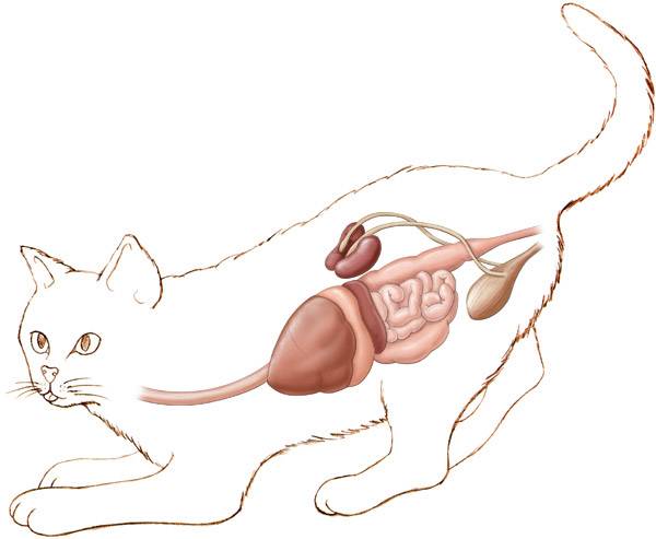 Отек легких у кошек: причины, симптомы, диагностика, лечение и прогноз  | блог ветклиники "беланта"