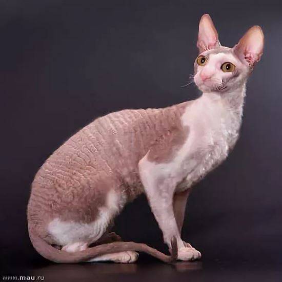 Донской сфинкс: все о кошке, фото, описание породы, характер, цена