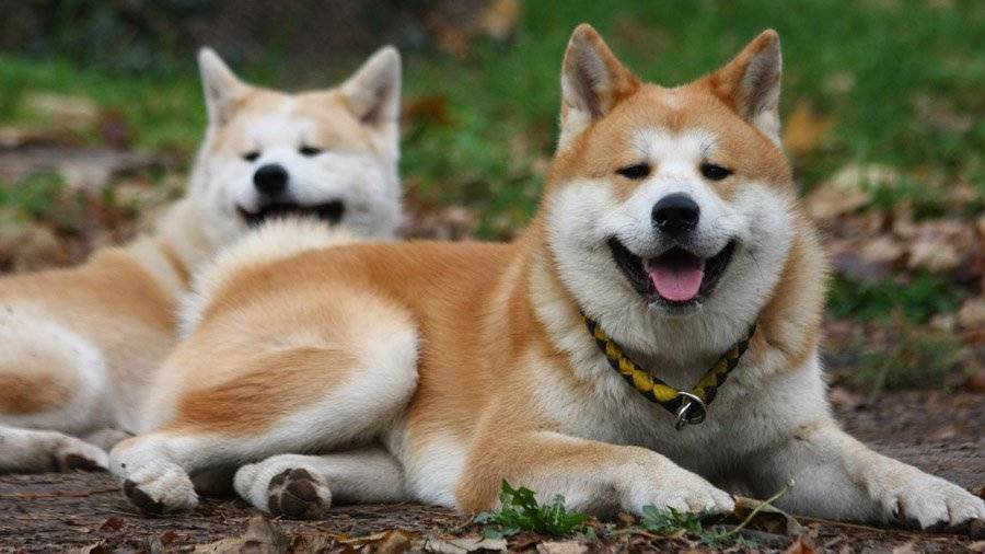 Японский хин собака. описание, особенности, уход и цена японского хина | sobakagav.ru