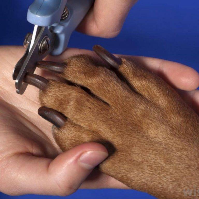 Как подстричь когти собаке правильно в домашних условиях
