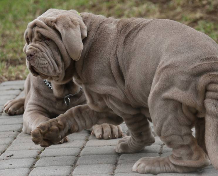 Мастино неаполитано — неуклюжая собака, но такая смелая и надежная