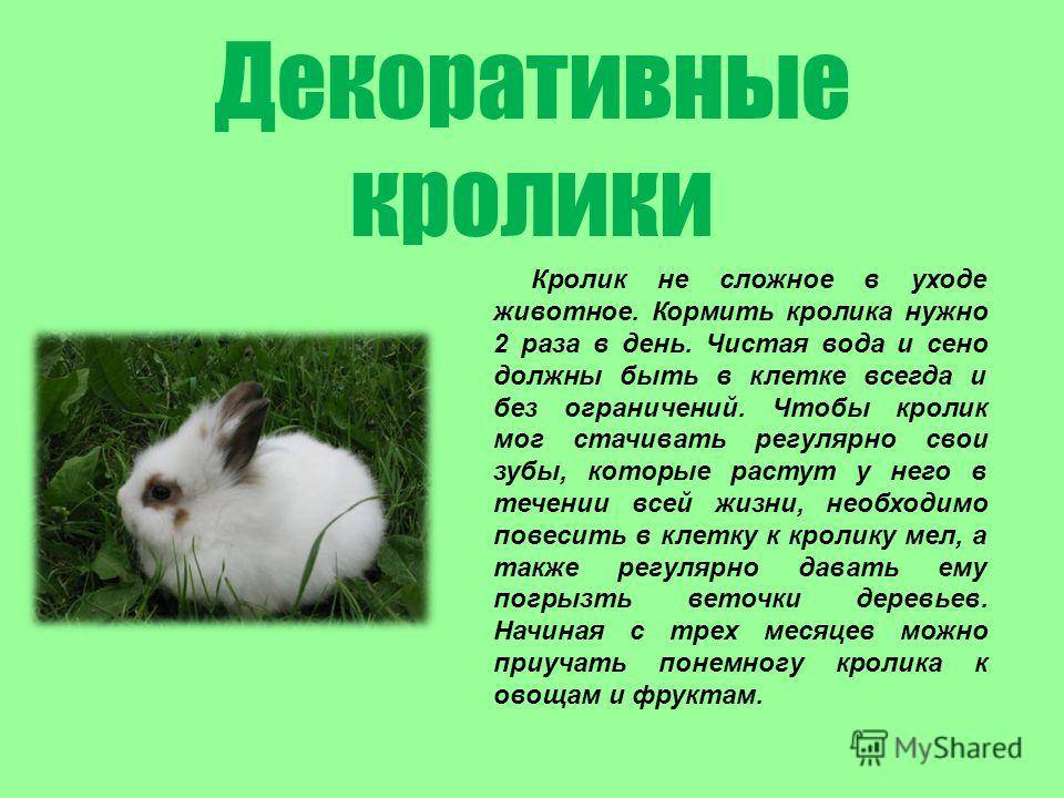 Карликовый кролик (56 фото): чем можно кормить мини-кроликов? особенности ухода в домашних условиях. сколько лет они живут? отзывы владельцев