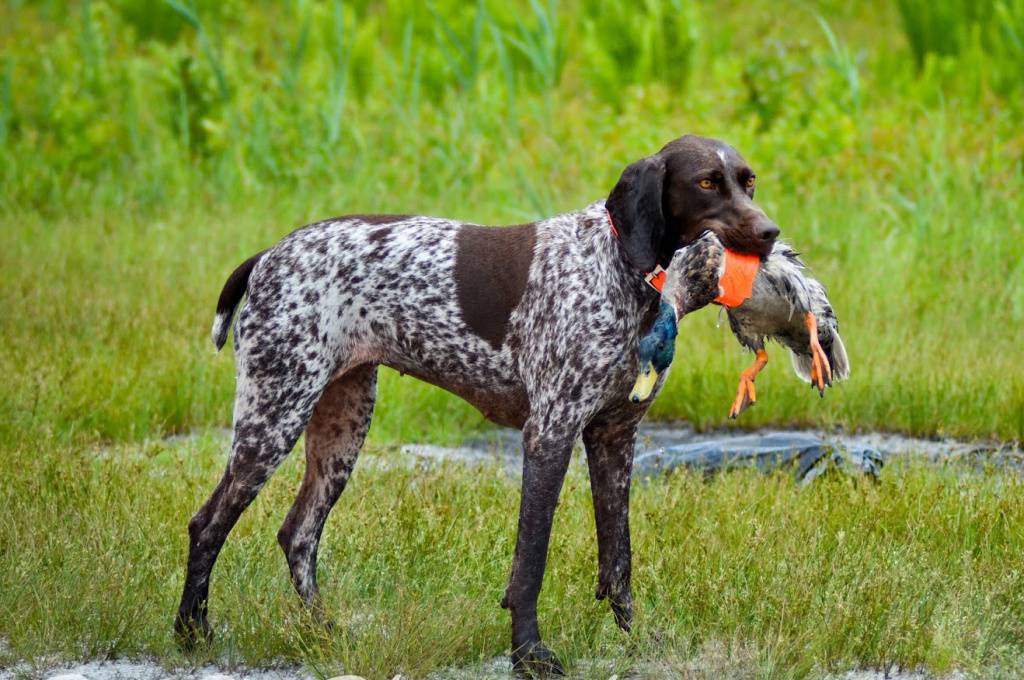 Какие бывают породы охотничьих собак: названия, краткое описание и фотографии