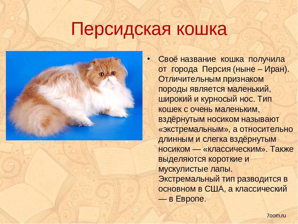Кошка персидская: фото, видео, о породе, характере, уходе