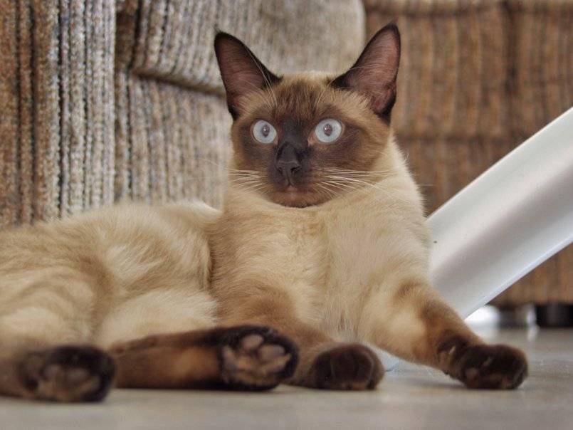 Тонкинская кошка (тонкинез): фото, цена, описание породы, окрасы и характер