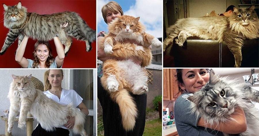 Большие породы кошек. самые крупные домашние кошки.
