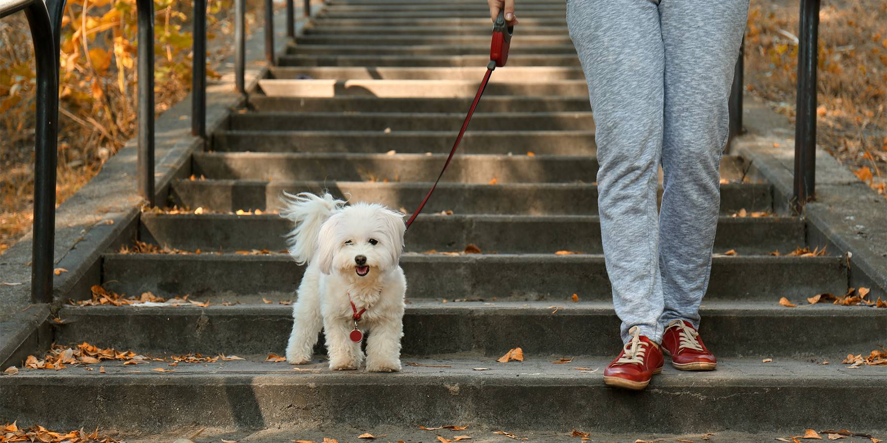 Как правильно начинать гулять со щенком