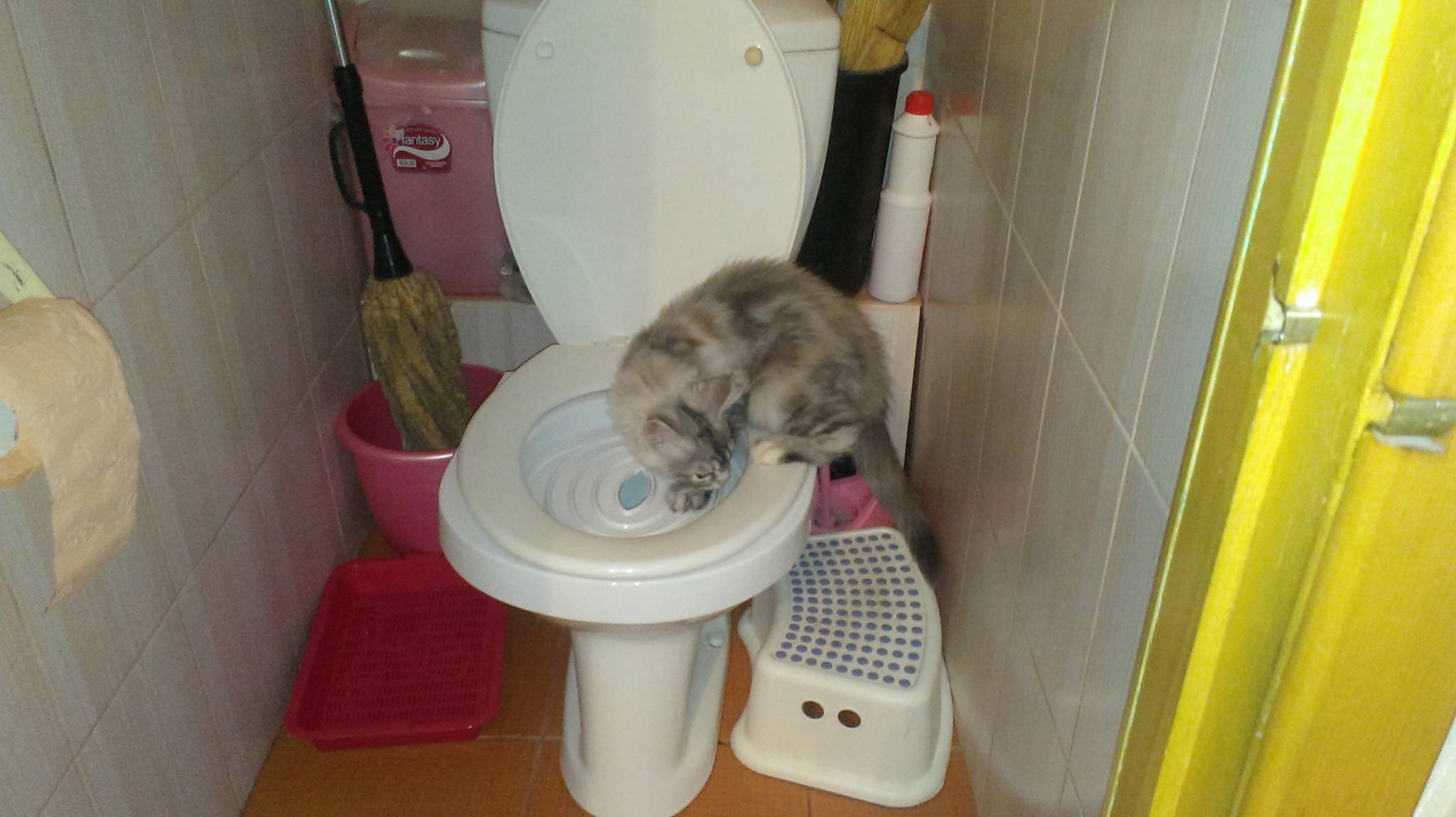 Как часто котенок должен ходить в туалет по-большому?