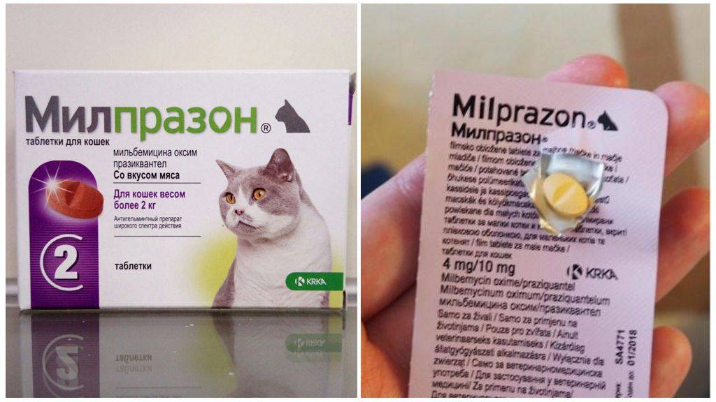 Милпразон для кошек: инструкция по применению, аналоги, дозировка
