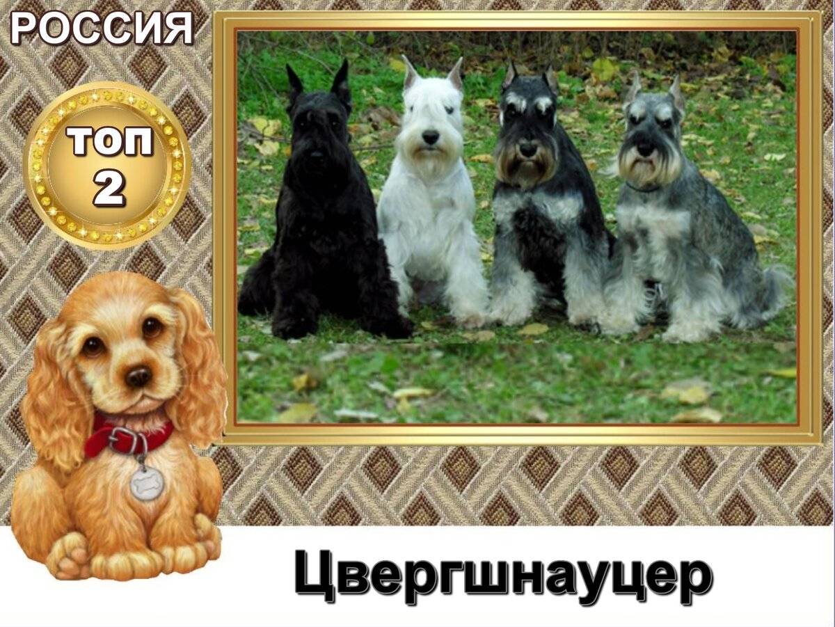 Самые популярные породы собак в россии: топ-10