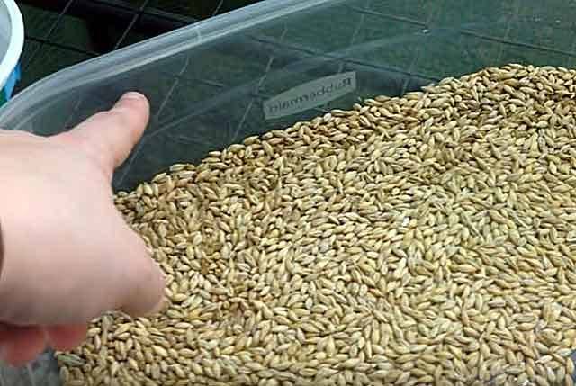 Какое зерно можно давать кроликам? можно ли кормить их пшеницей и овсом? как делать зерносмесь своими руками?
