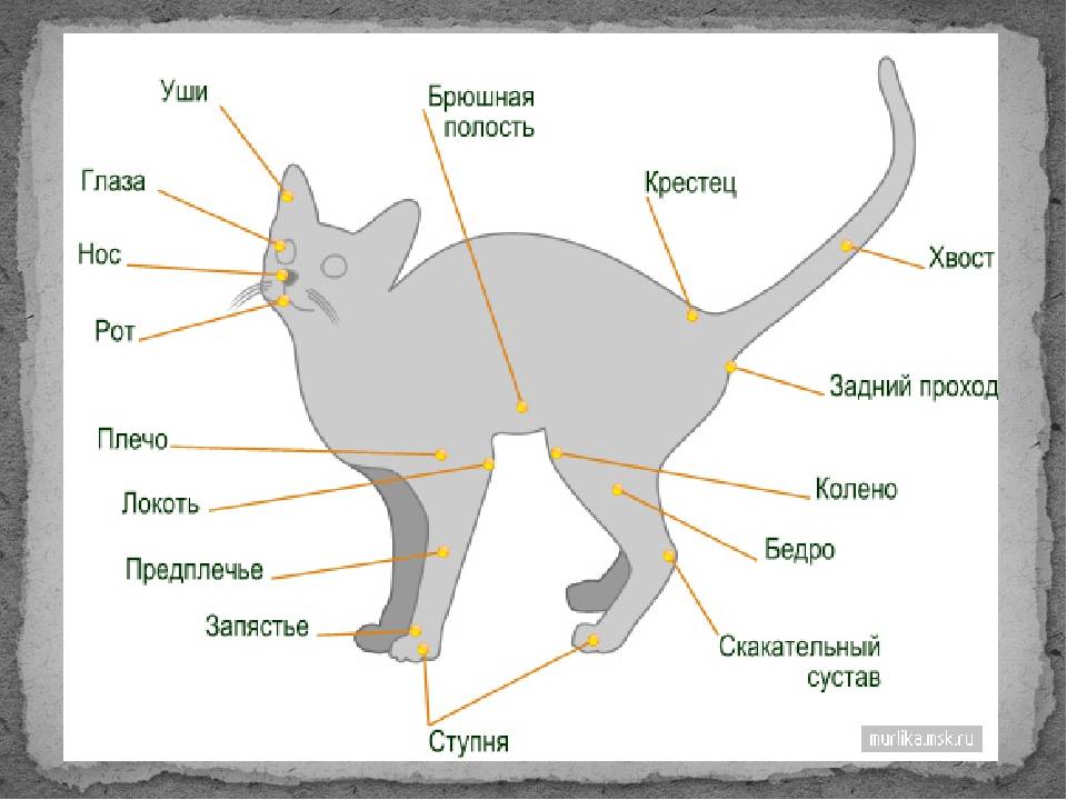Особенности характера и поведения кошек