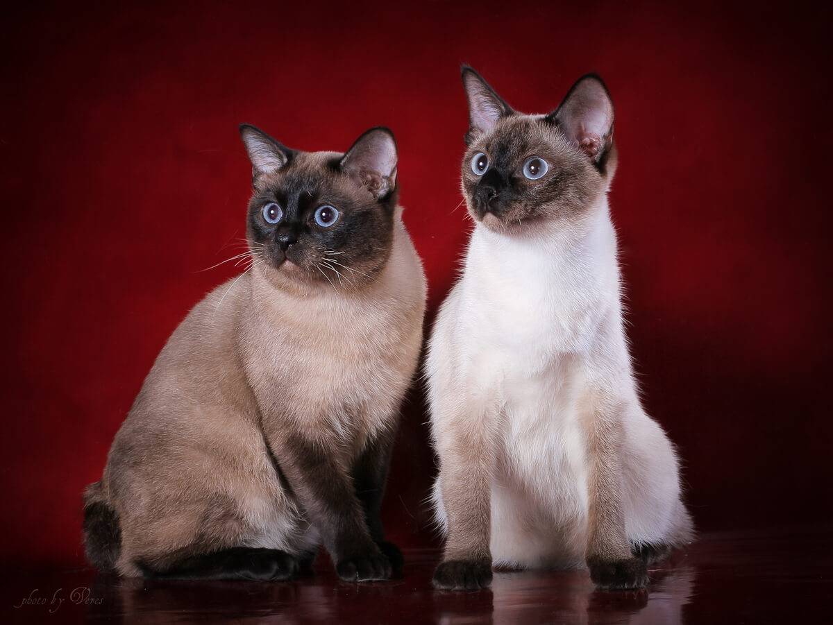 Меконгский бобтейл: кошки и коты