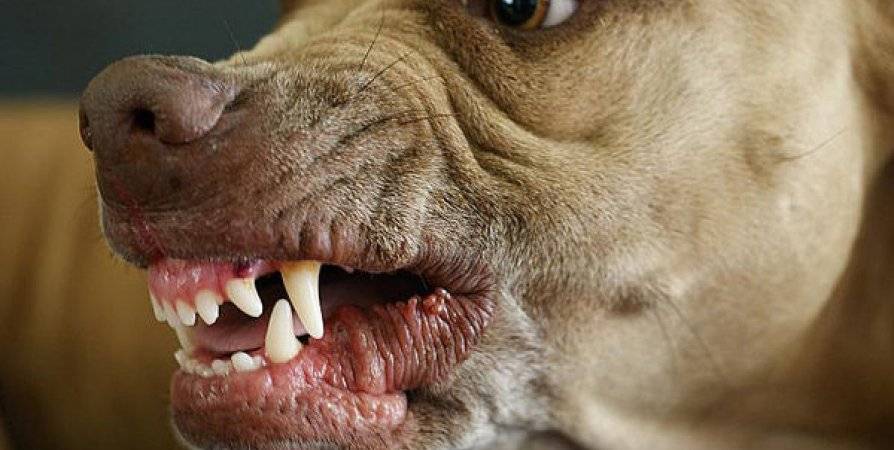 Собака рычит на хозяина: причины агрессивного поведения, как отучить, как наказывать