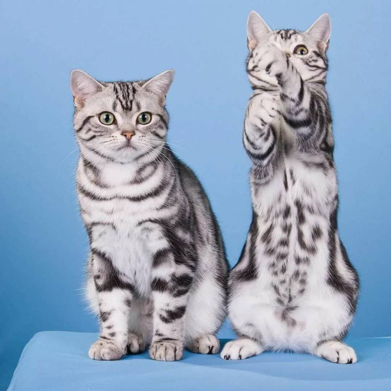 Короткошерстные породы кошек и их особенности