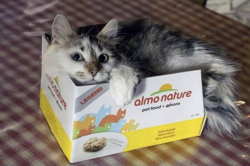 Almo nature («алмо») для кошек: отзывы о корме ветеринаров и владельцев животных, его состав, серии, виды и цена