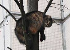 Как снять кота с дерева самостоятельно, какая служба снимает кошку с высокого дерева