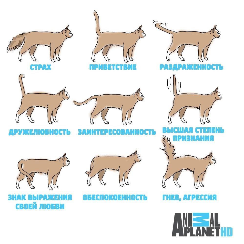 Почему кошка виляет хвостом, машет им в разные стороны или просто шевелит, что это значит?