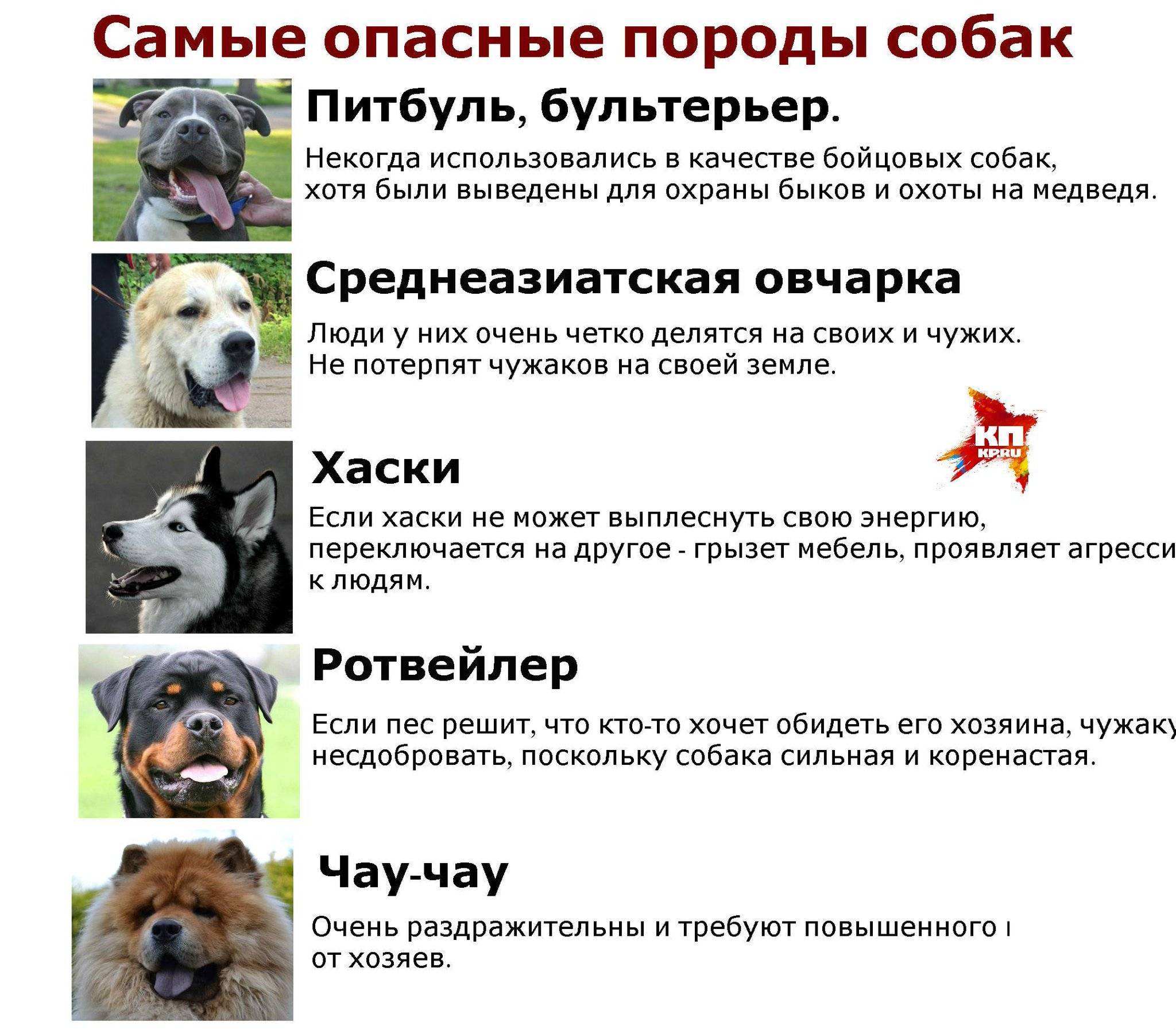 Потенциально опасные породы собак в россии: список